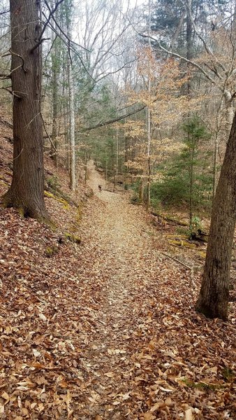 Heading up the Hollow.