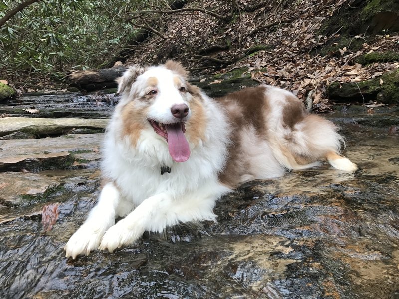 She is taking a short break and cooling off as we were trailing hard on Land of the Lost. One of the best times ever!