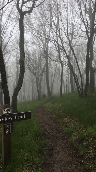 Spooky forest rides.