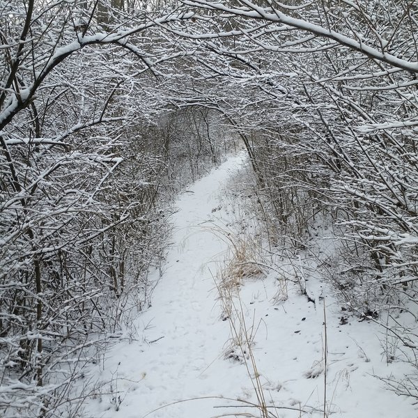 Westwood turns into a wintery wonderland after a sticky snow fall.