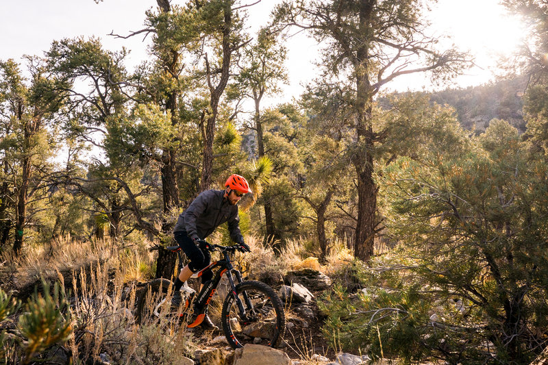 Pedaling through pines along the Vista Trail.