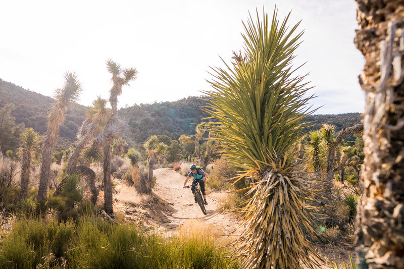 There's lots of fun and flow on the Joshua Loop trail at Cactus Flats.