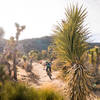 There's lots of fun and flow on the Joshua Loop trail at Cactus Flats.