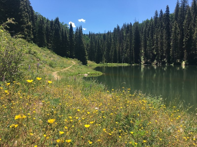 Wildflowers bloom in abundance at Clark Lake.