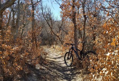 Passing through a grove of trees on the way out
