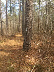 The trail has clear blazing and generally offers wide singletrack providing a chance to keep a good speed.