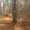 The trail has clear blazing and generally offers wide singletrack providing a chance to keep a good speed.