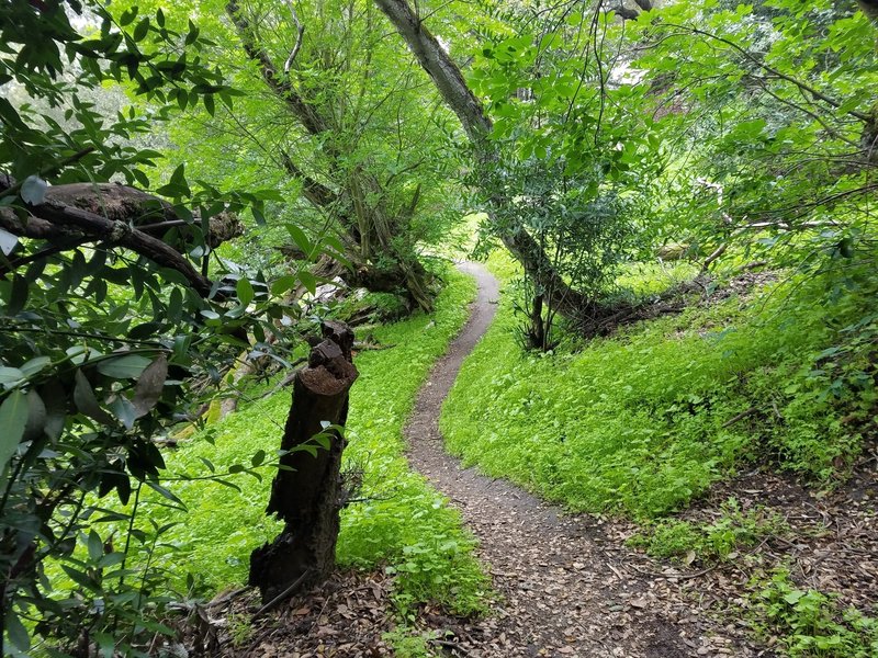 Crockett Hills Trail - Might be Tree Frog Loop