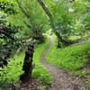 Crockett Hills Trail - Might be Tree Frog Loop