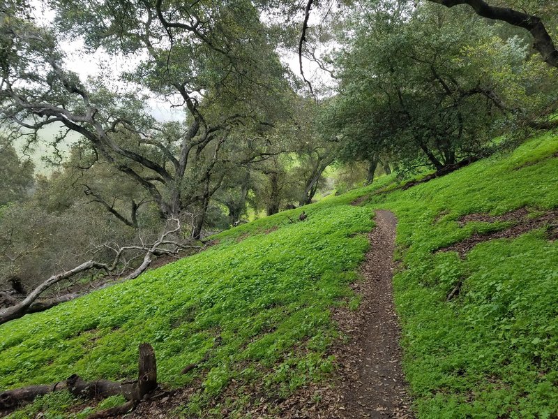 Crockett Hills Trail - Might be Tree Frog Loop