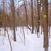 Along the yellow-blazed Perimeter trail at Thatcher Park.