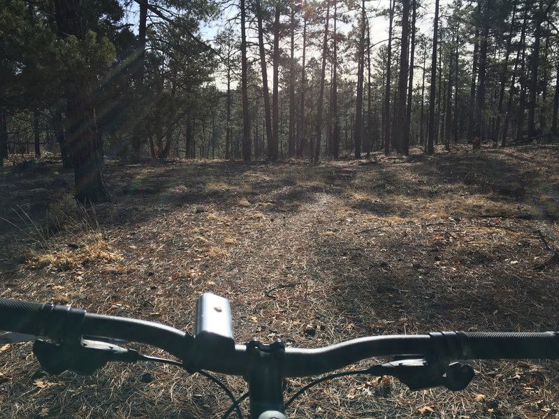 Faint singletrack through the woods