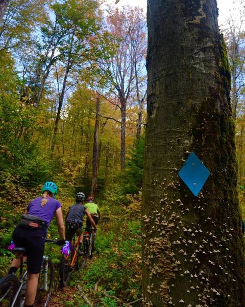 Top section of Cranberry Ridge Trail