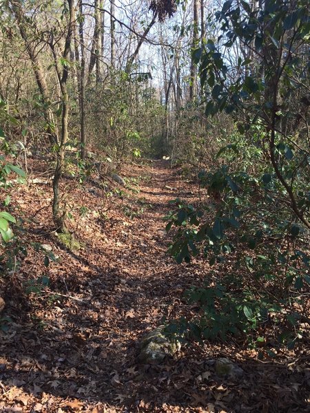 Old logging road