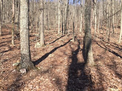 Camp Site?