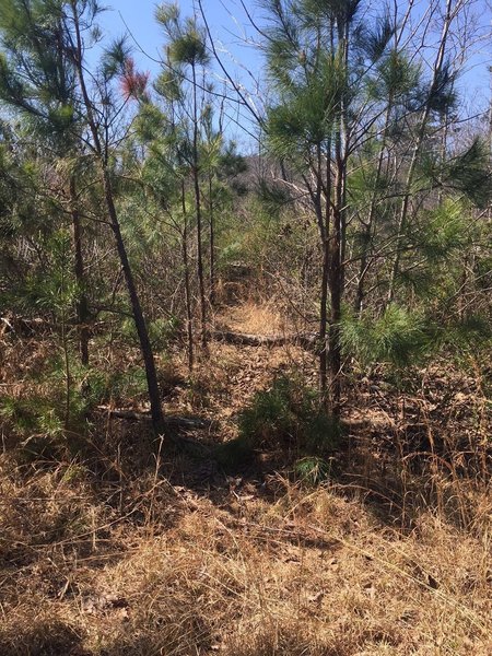 Singletrack entrance