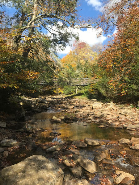 Cranberry River confluence with North Fork tributary.