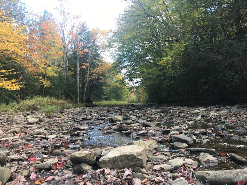 Cranberry River looking upstream.