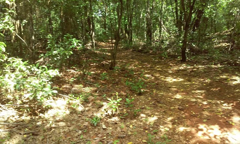 South Creek Trail in Summer!