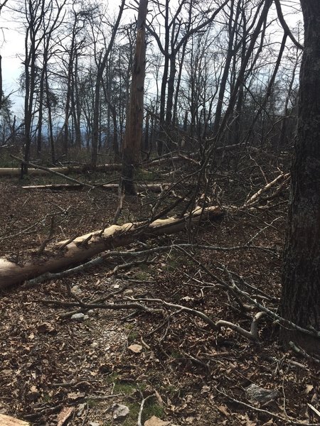 Trees blocking trail. New trail forming to the right (north/west) of this photo.