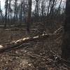 Trees blocking trail. New trail forming to the right (north/west) of this photo.