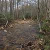 Remote section of Stamp Creek just off trail.