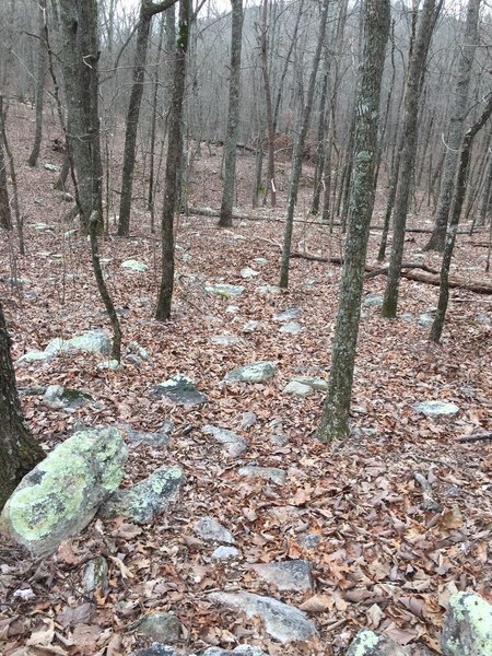 Gnarly rock garden