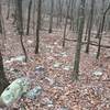 Gnarly rock garden