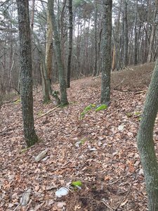 Heading uphill to the ridge.