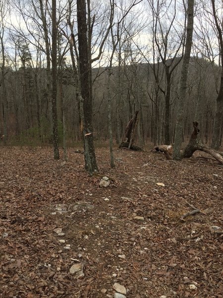 Trail intersection facing west. Difficult to see, fun to ride.