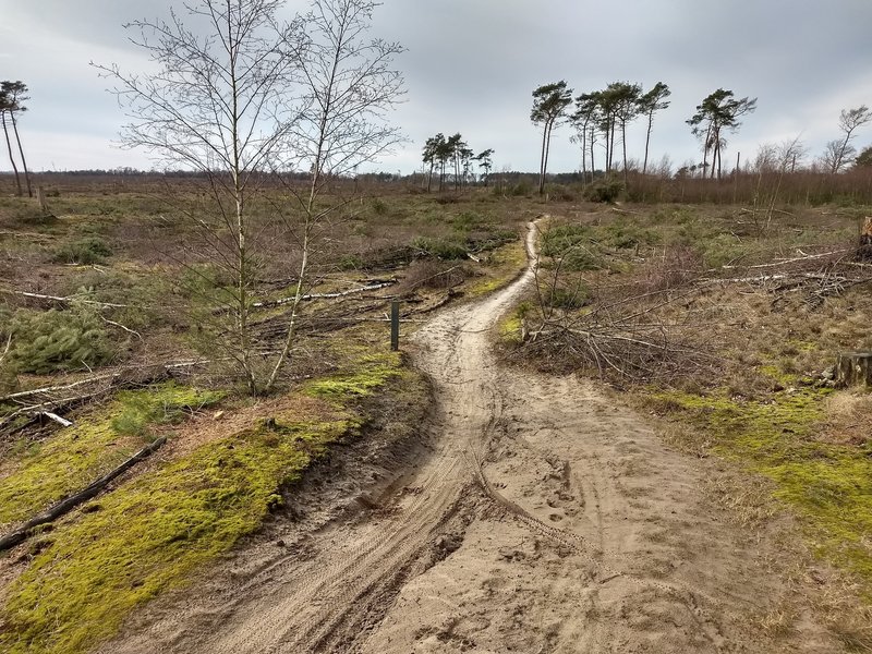 Connection trail between two tracks through the moorland.