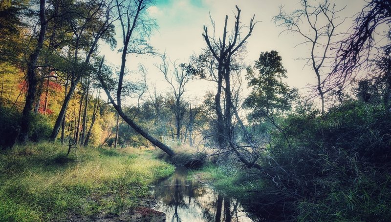 Swampy area around Nancy Town Lake