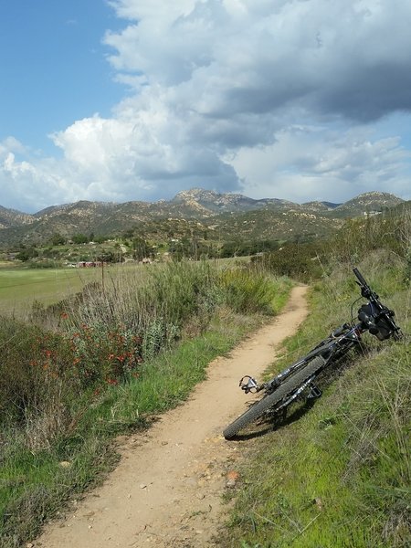 Spring flowers with horse ranches and Iron Mountain in the background