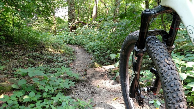 A nice easy line through Marty's Woods, heading south, just north of where it meets Gnome's Garden