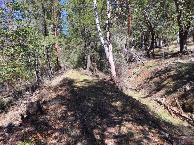 A ride along the ditch trail where the water used to flow to support histoic hydraulic mining.