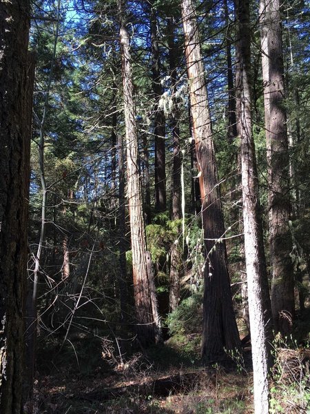 Sun shining on the old growh douglas fir and cedar trees.