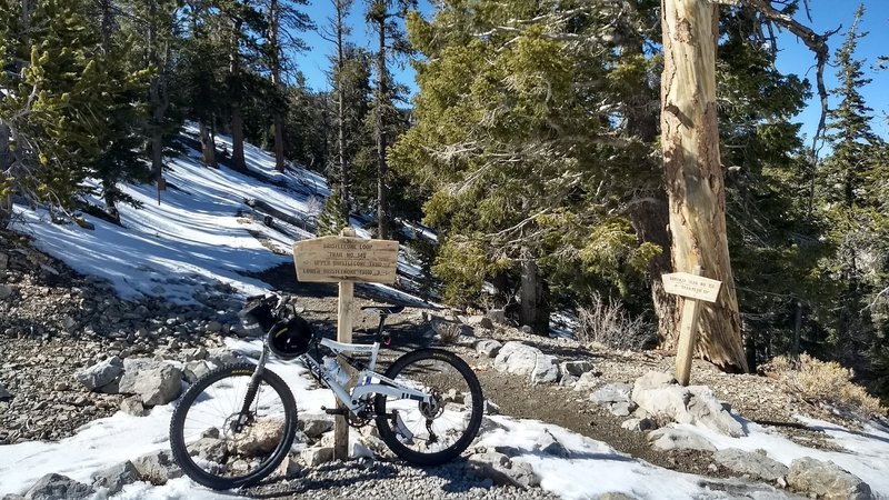 The intersection between Bristlecone Loop and the longer Bonanza Trail. Approx. 9000' in elevation. Extremely arduous bike ride that ripped apart my thigh muscles.