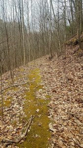 moss grows on the path less traveled