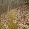 moss grows on the path less traveled