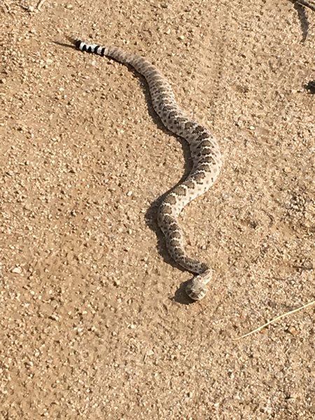 The trail boss at Brown's Ranch did not want to be disturbed.   September 2017