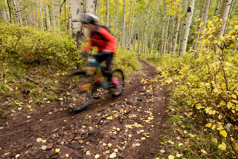 Truly amazing the color of the trees in this section of the trail...