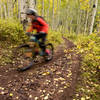 Truly amazing the color of the trees in this section of the trail...