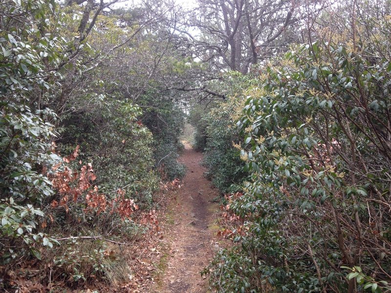 Narrow Singletrack straight through the foliage