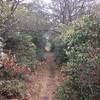 Narrow Singletrack straight through the foliage