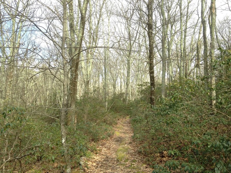 Sunlight caused a vibrant green glow from the trees.