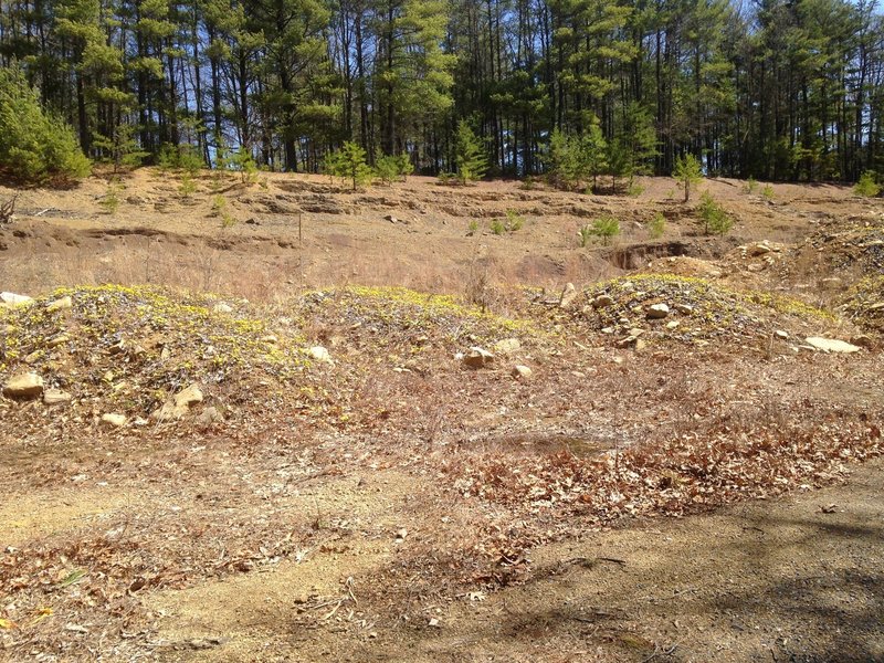 Nature Reclaiming an Excavated Area along the Climb to Narrowback Mountain