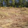 Nature Reclaiming an Excavated Area along the Climb to Narrowback Mountain