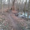 Singletrack through the wetlands