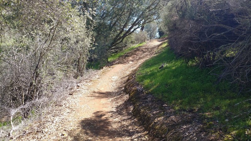 Buck Brush Loop at New Melones Lake