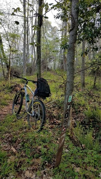 Start of the climb up Molly's Bluff going north on the Palmetto Trail.